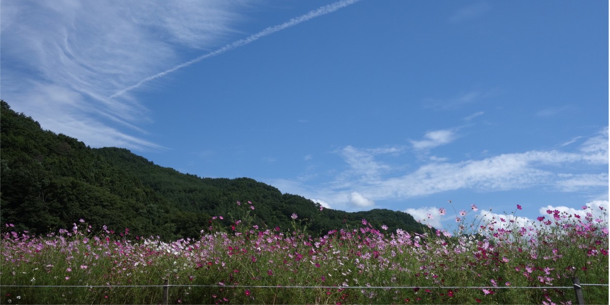 長野県佐久市の土地情報【オススメエリアの中込・環境編】