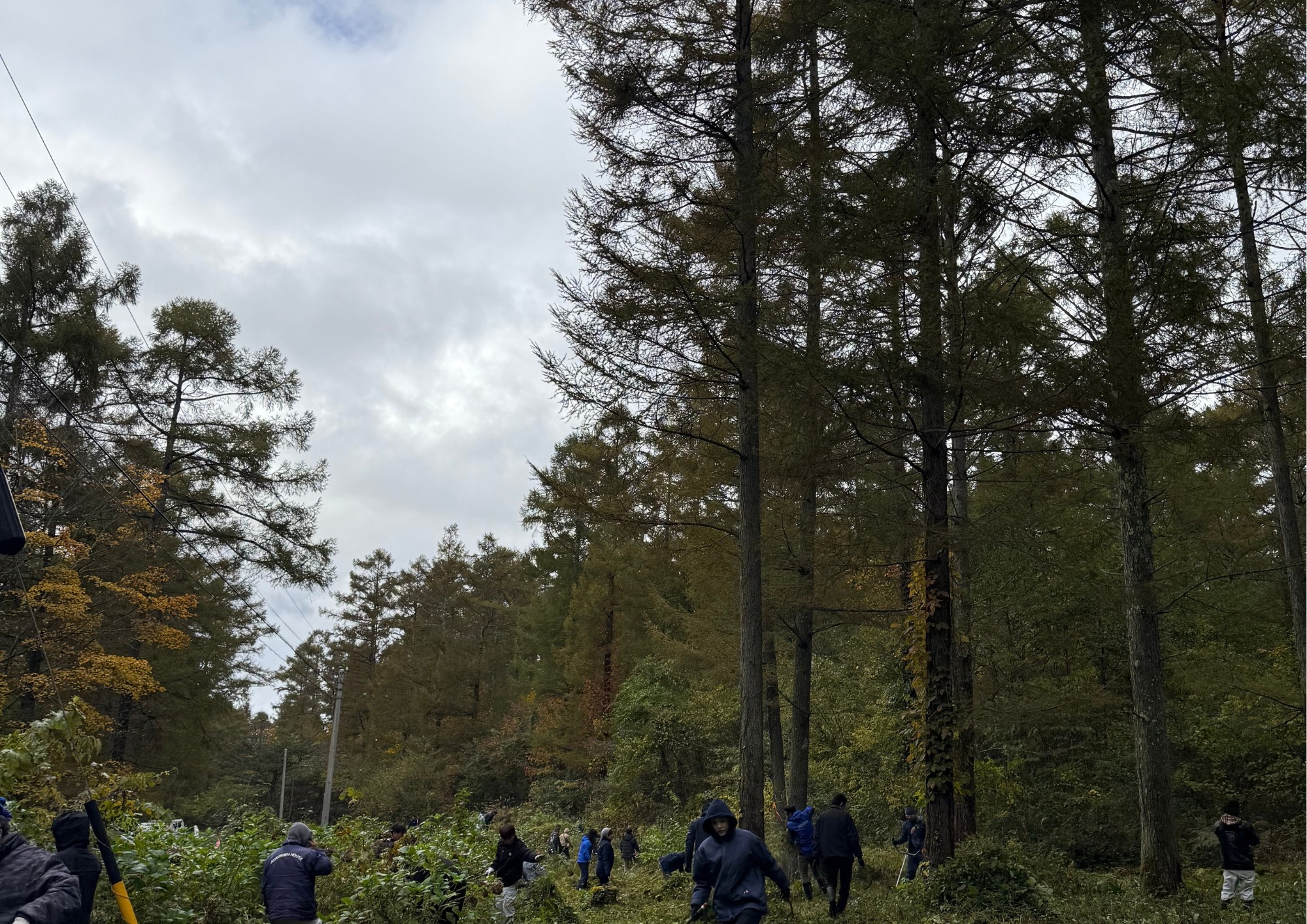 【CSR活動】霊仙寺湖のあじさいを守る、森林整備を行いました