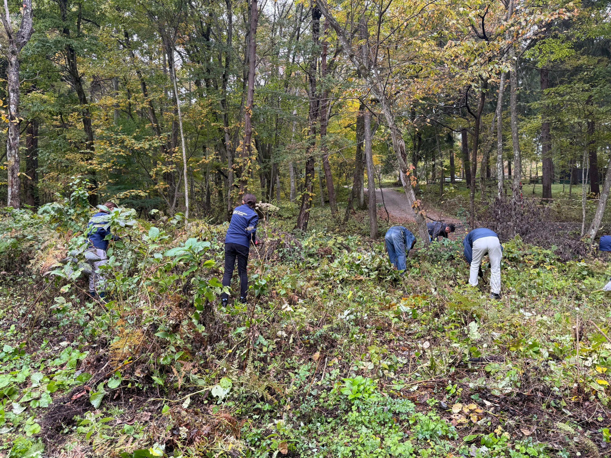 【CSR活動】霊仙寺湖のあじさいを守る、森林整備を行いました