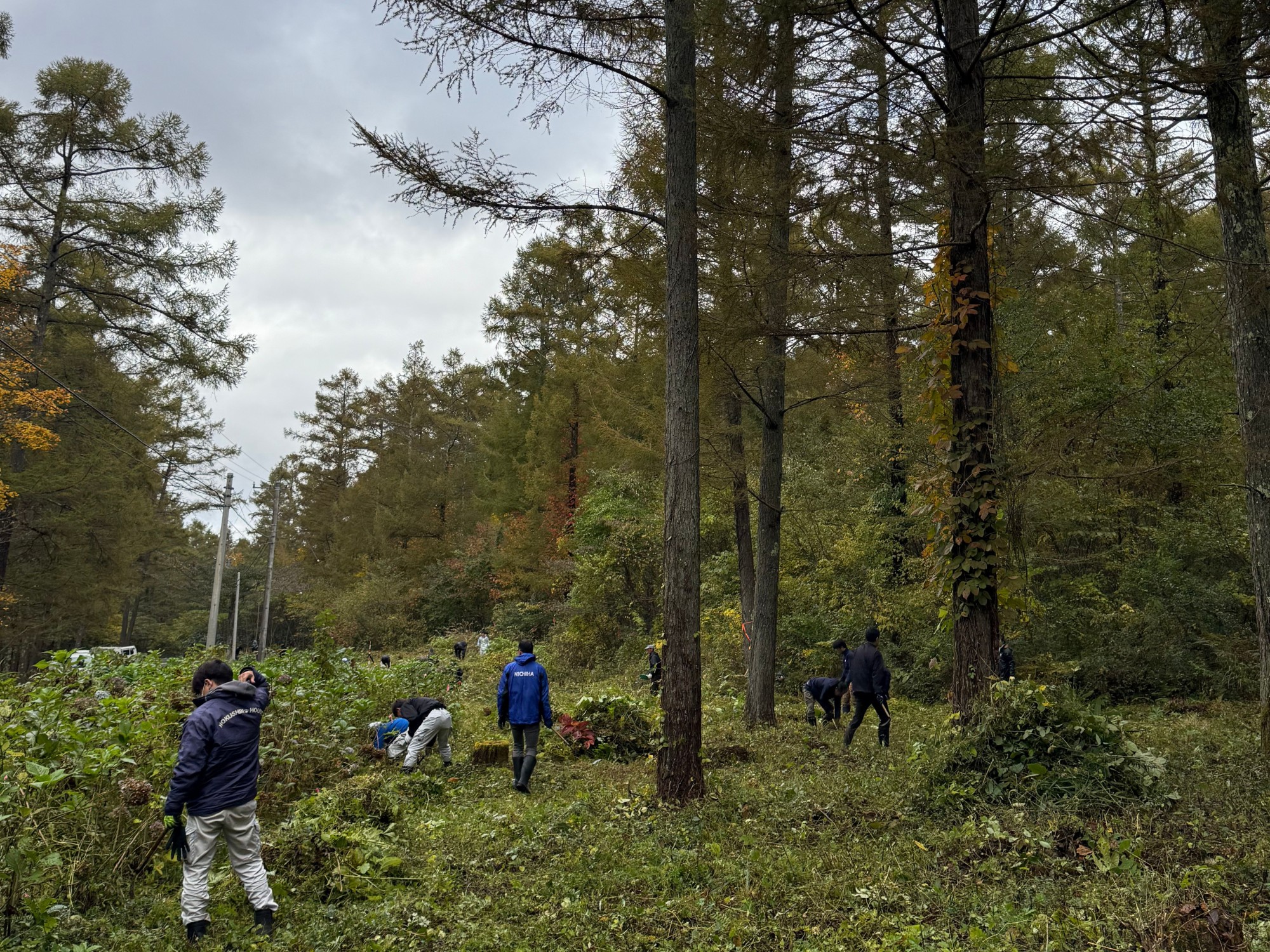 【CSR活動】霊仙寺湖のあじさいを守る、森林整備を行いました
