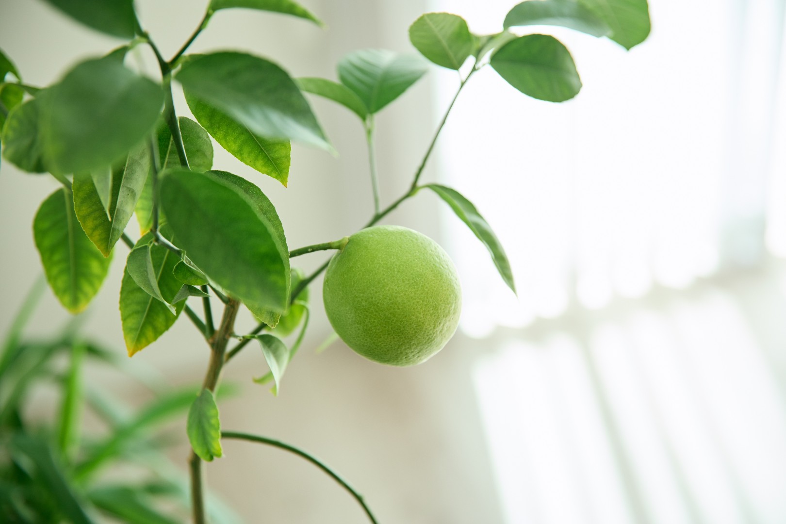 レモンもすくすく育つ快適な室内環境